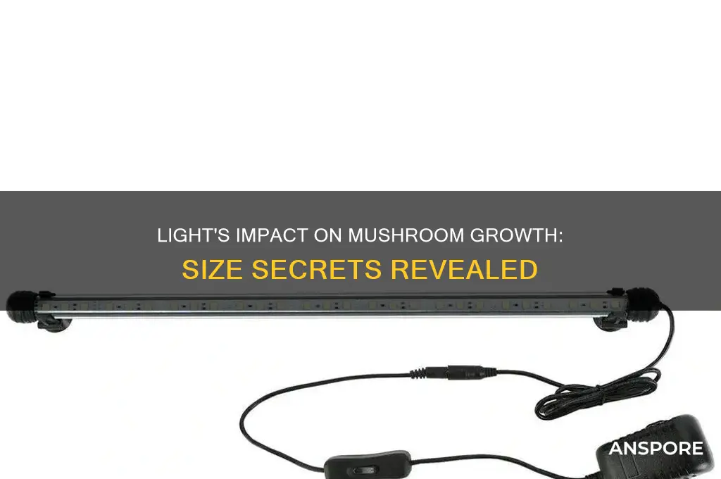 does the amount of light affect how big mushrooms grow