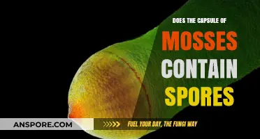 Do Moss Capsules Contain Spores? Unveiling the Mystery of Bryophyte Reproduction