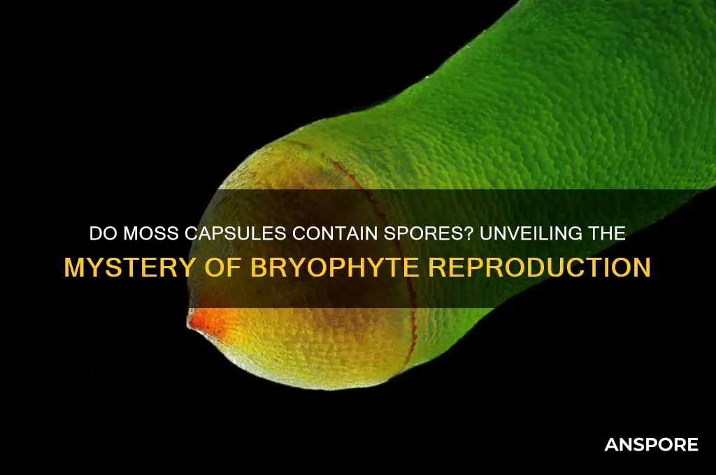 does the capsule of mosses contain spores