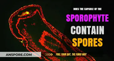 Does the Capsule of the Sporophyte Contain Spores? Explained