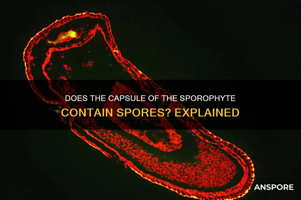 does the capsule of the sporophyte contain spores