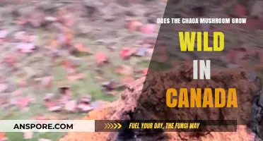 Chaga Mushroom in Canada: Exploring Its Wild Growth and Habitat