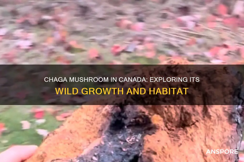 does the chaga mushroom grow wild in canada