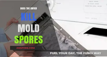 Can Your Dryer Effectively Eliminate Mold Spores from Clothes?