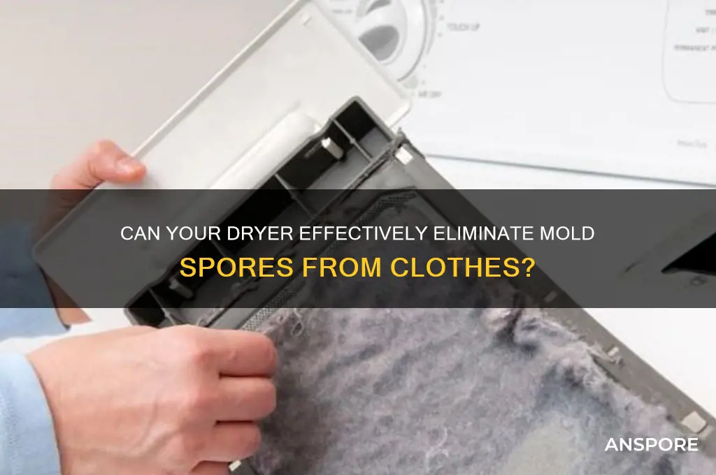 does the dryer kill mold spores