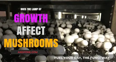 Mushroom Growth: Impact of Light Exposure