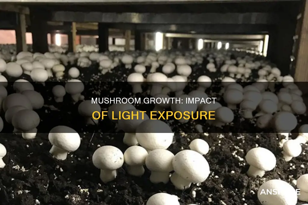 does the lamp of growth affect mushrooms