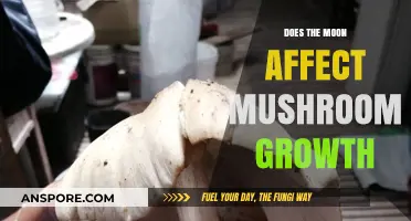 Moonlight Magic: Mushroom Growth Mystery