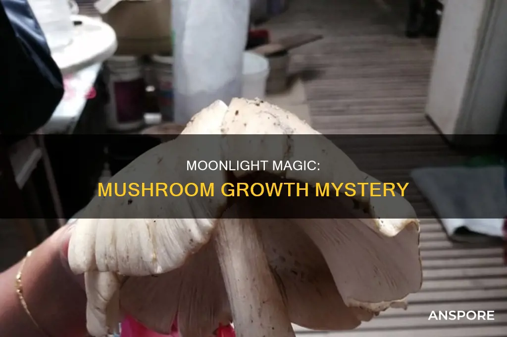 does the moon affect mushroom growth