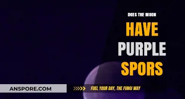 Does the Moon Have Purple Spores? Unraveling Lunar Mysteries