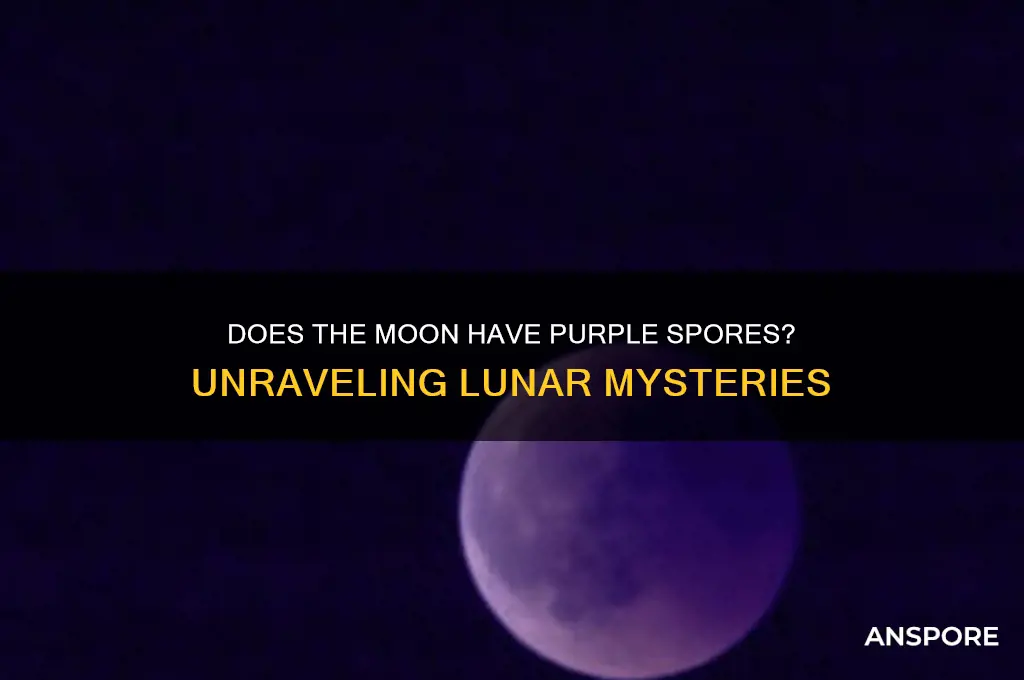 does the moon have purple spors