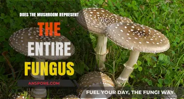 Mushroom: The Tip of the Fungal Iceberg