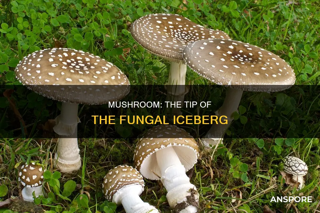 does the mushroom represent the entire fungus