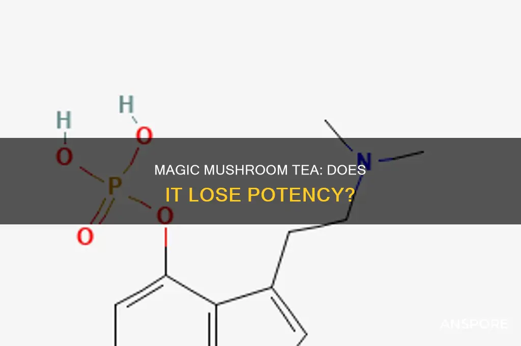 does the psilocybin in mushroom tea lose potency