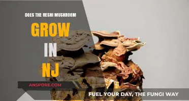 Can Reishi Mushrooms Thrive in New Jersey's Climate and Soil?