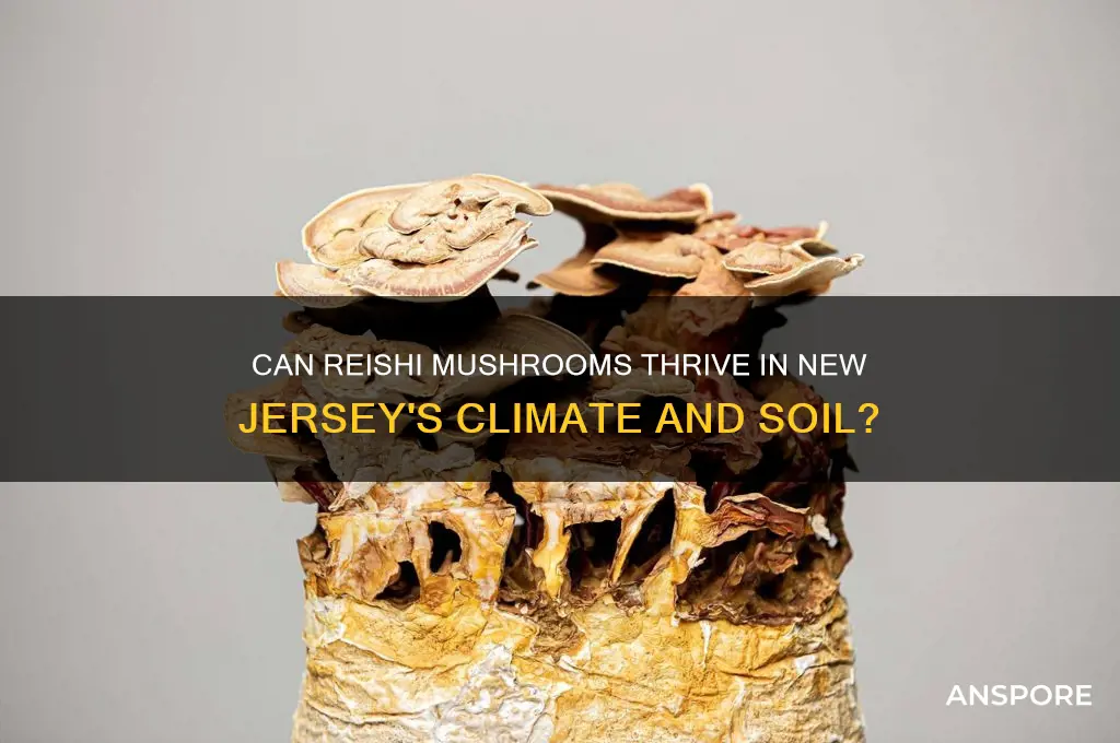 does the reshi mushroom grow in nj