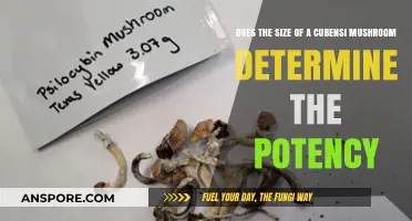 Cubensis Mushrooms: Size and Potency Relationship