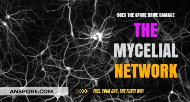 Spore Drive's Impact: Does It Harm the Mycelial Network?