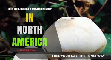 St. George's Mushroom: Does It Thrive in North America?