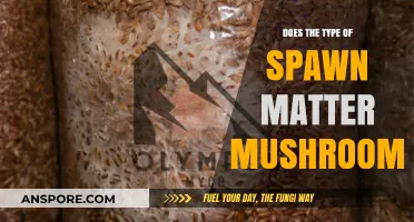 Mushroom Spawn Types: Do They Make a Difference?