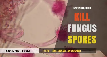 Does Therapure Effectively Eliminate Fungus Spores? A Comprehensive Review