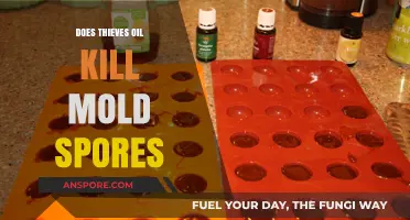 Can Thieves Oil Effectively Eliminate Mold Spores in Your Home?