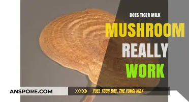 Tiger Milk Mushroom: Uncovering the Truth Behind Its Healing Claims