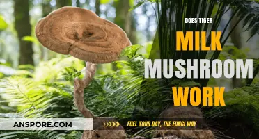 Tiger Milk Mushroom: Does It Work?