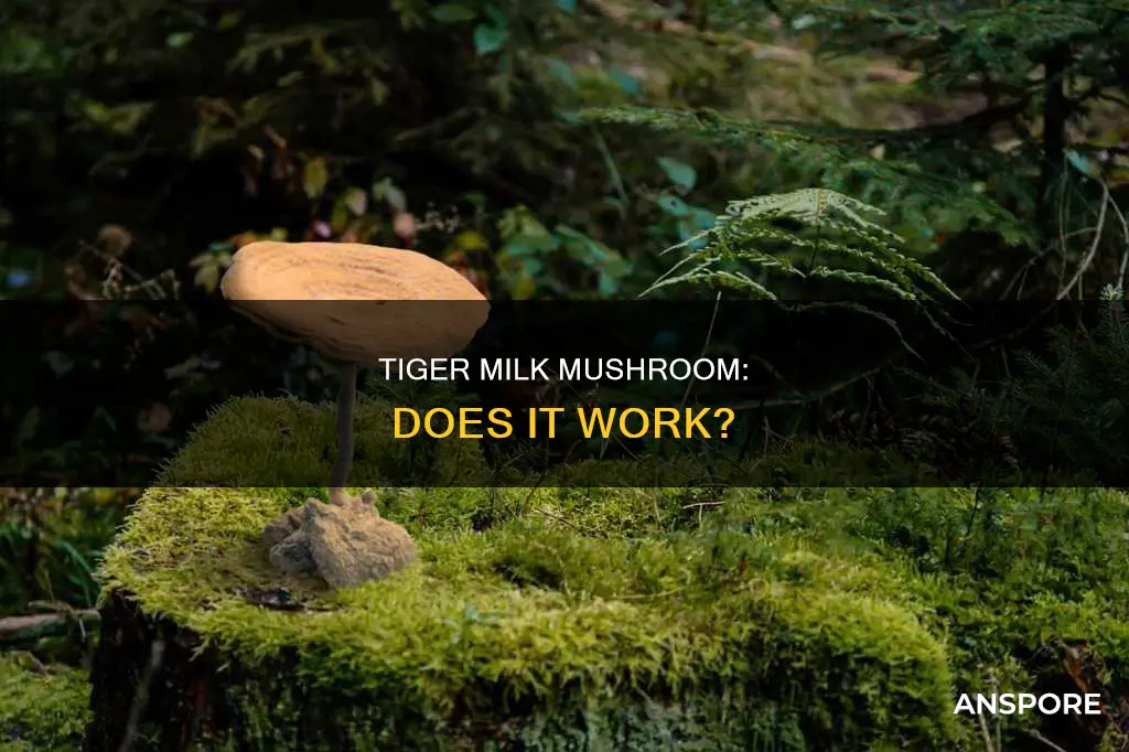 does tiger milk mushroom work