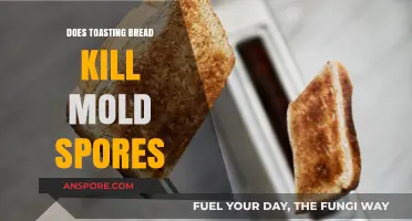 Toasting Bread: Does It Effectively Kill Mold Spores or Pose Risks?