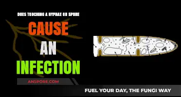 Can Touching Hyphae or Spores Lead to Fungal Infections?