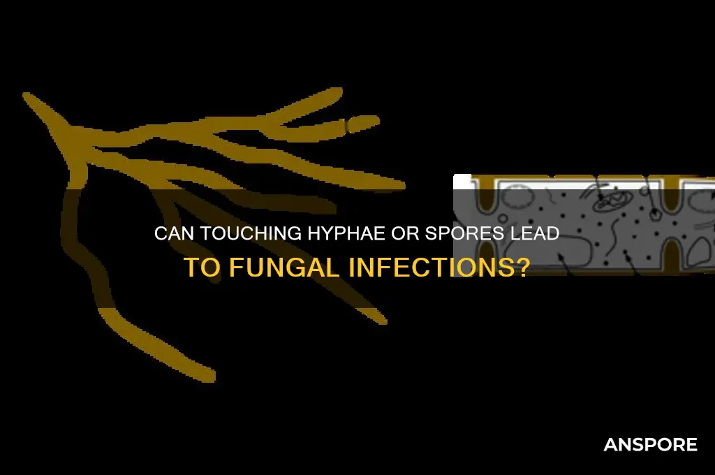 does touching a hyphae or spore cause an infection