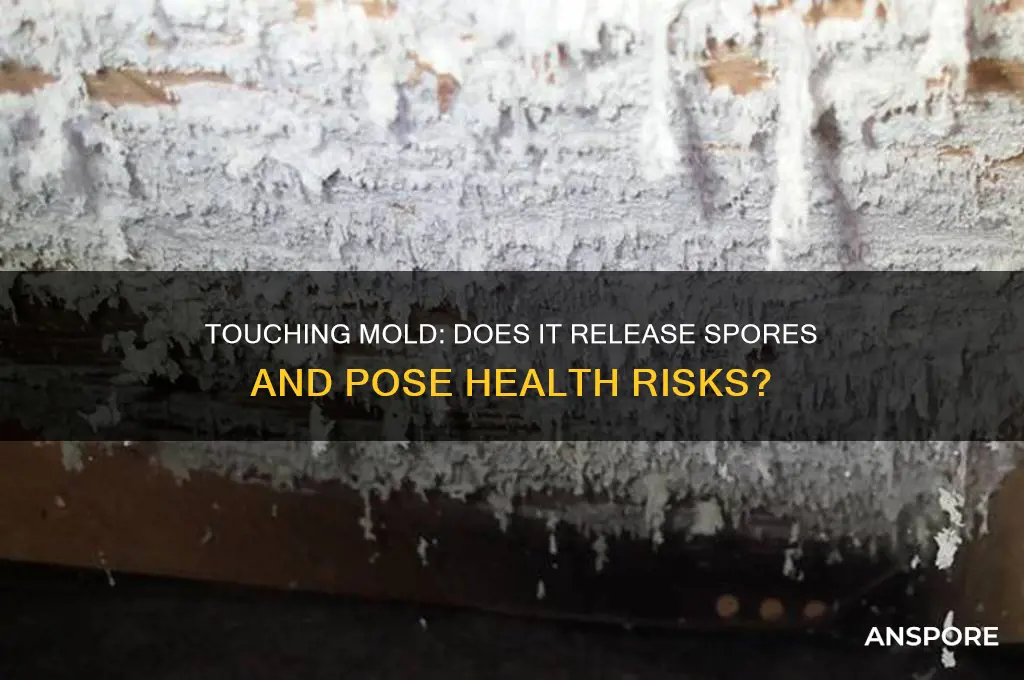does touching mold release spores