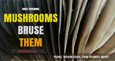 Mushroom Handling: Avoiding Bruises and Damage