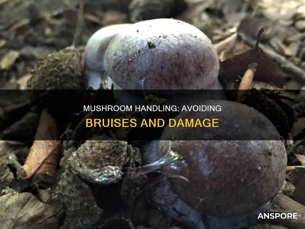 does touching mushrooms bruse them