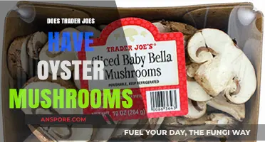 Trader Joe's Mushroom Hunt: Oyster Availability?