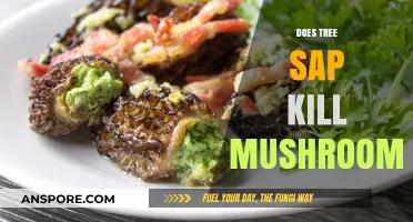 How Tree Sap Affects Mushroom Growth and Survival