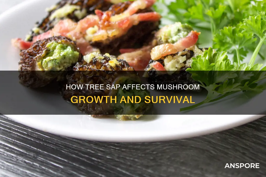 does tree sap kill mushrooms
