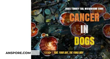 Turkey Tail Mushrooms: Cancer Treatment for Dogs?