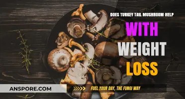 Turkey Tail Mushrooms: Weight Loss Superfood?