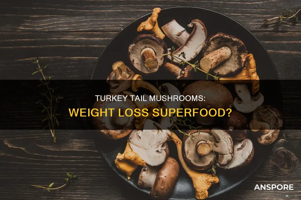 does turkey tail mushroom help with weight loss