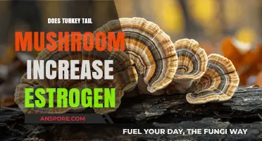 Turkey Tail Mushrooms: Estrogen-Boosting Superfood?