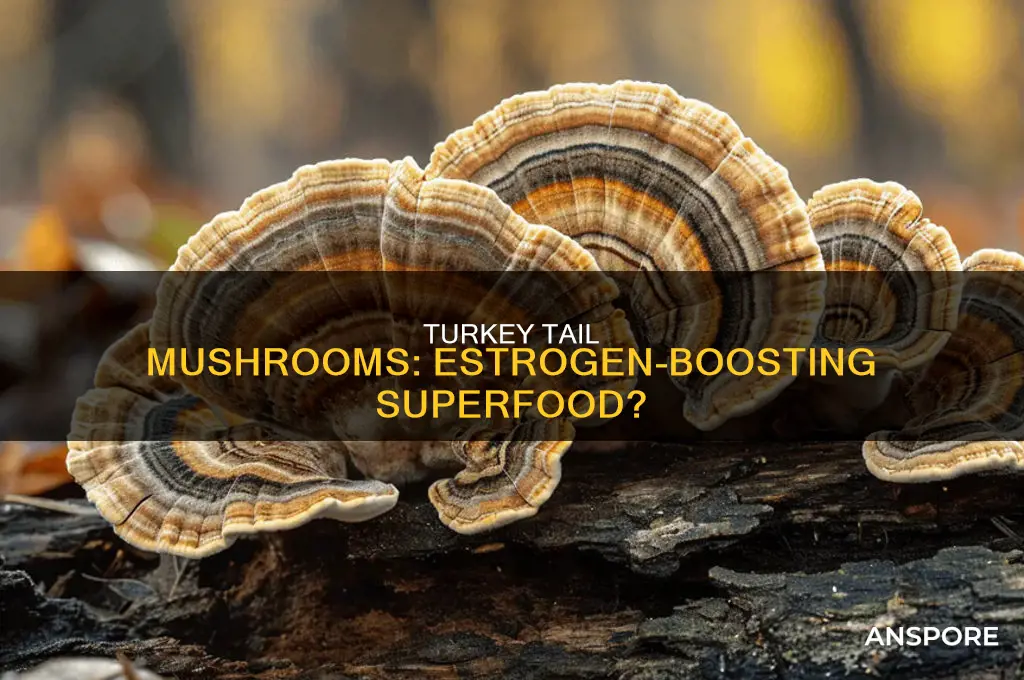 does turkey tail mushroom increase estrogen