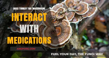 Turkey Tail Mushroom: Medication Interactions and Side Effects
