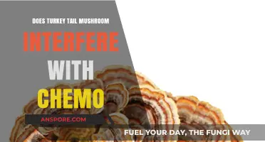 Turkey Tail Mushroom: Chemo Friend or Foe?