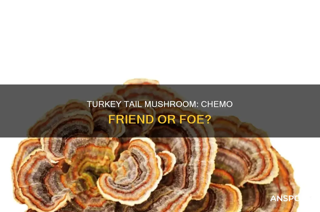 does turkey tail mushroom interfere with chemo