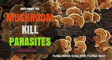 Turkey Tail Mushrooms: Natural Parasite Killer?