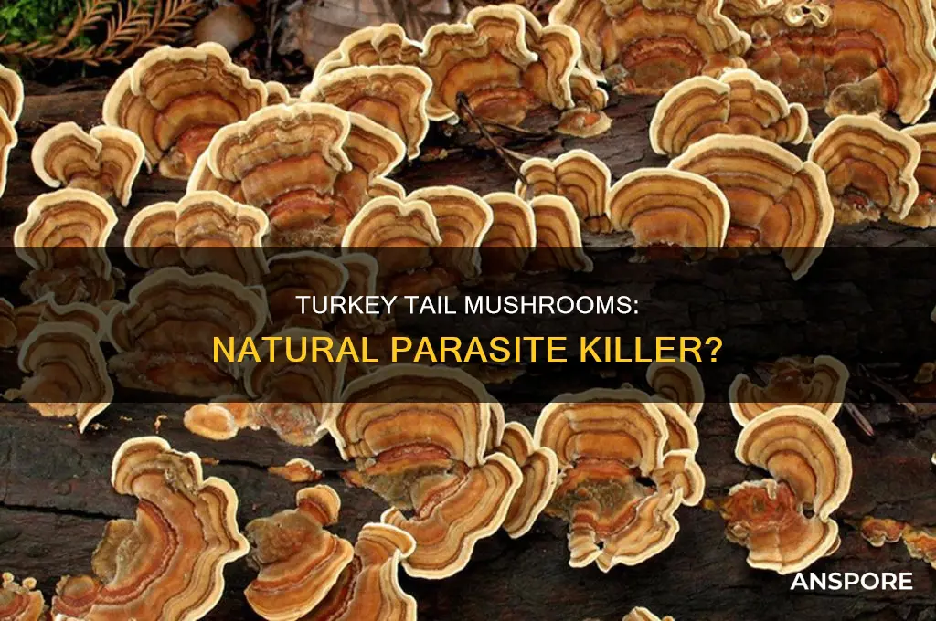 does turkey tail mushroom kill parasites