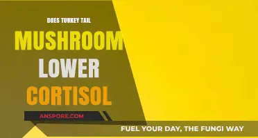 Turkey Tail Mushrooms: Cortisol's Natural Enemy