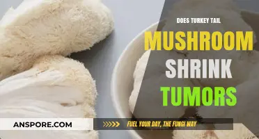 Turkey Tail Mushrooms: Cancer-Fighting Superpowers?